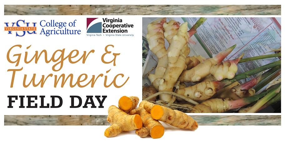Ginger Turmeric Field Day